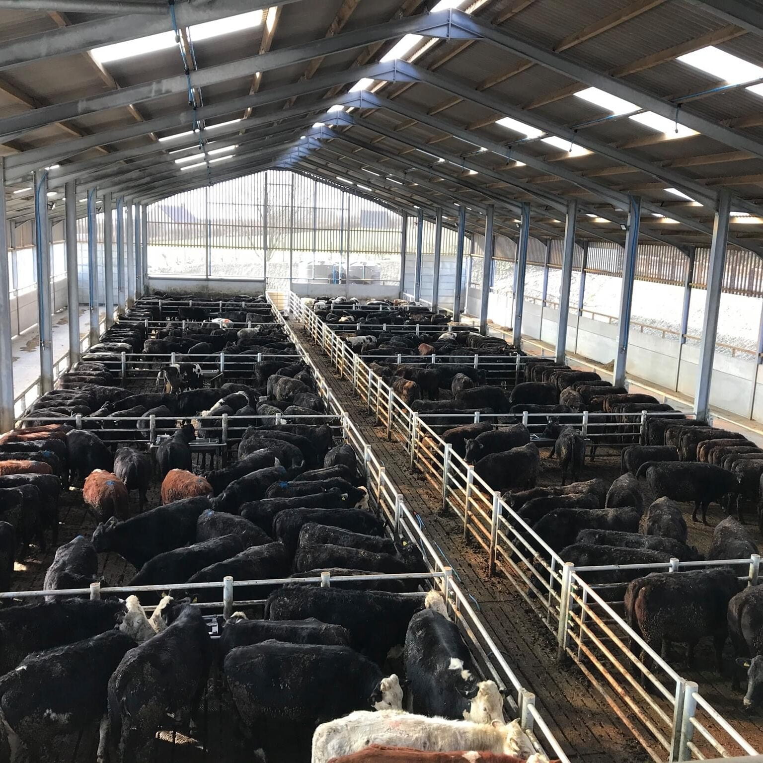 Cattle shed with black cows in separated pens with windows on every side of the shed