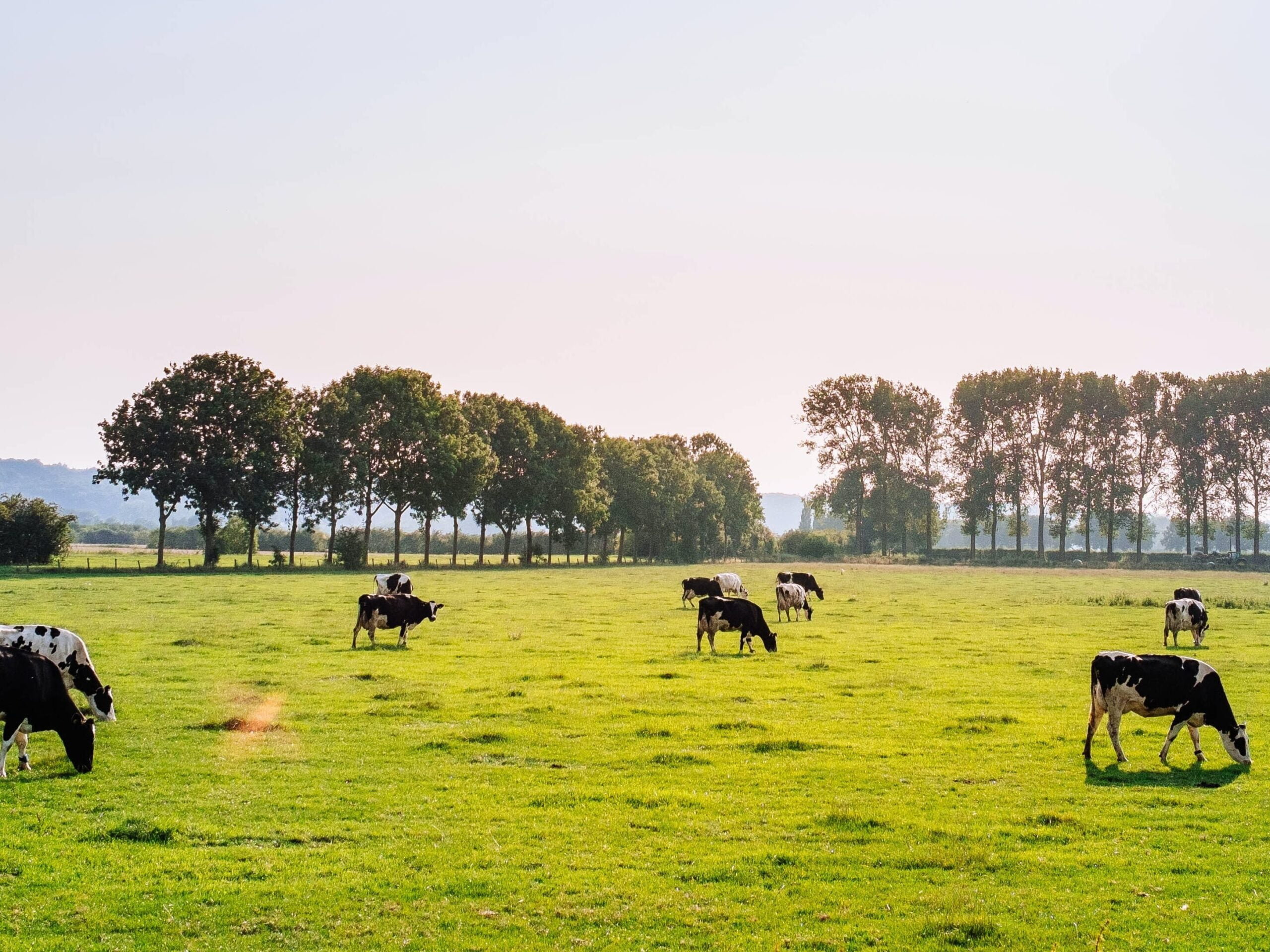 Cows grazing in an green open field on a sunny day with large trees in the background