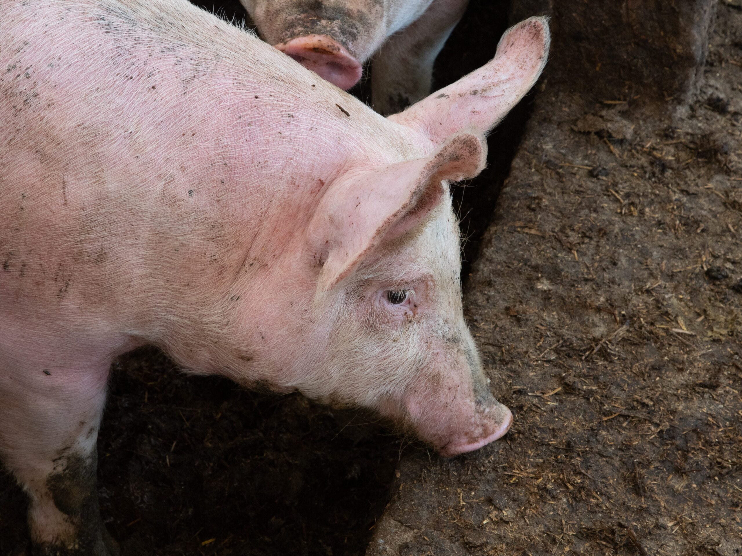 Right side angle of pigs eating from a trough focused on the front part of it's body