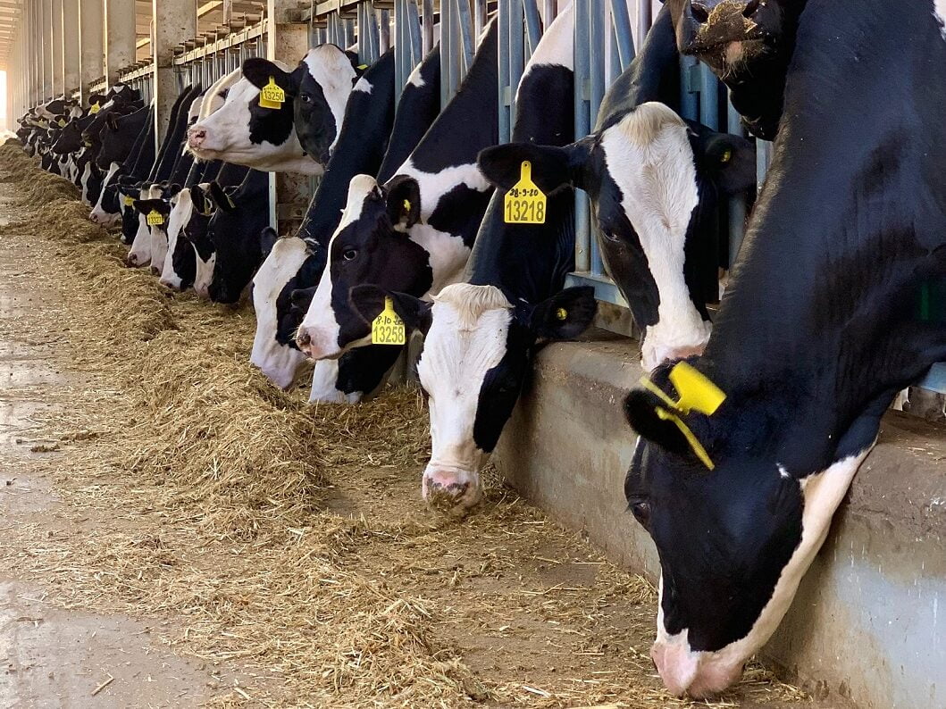 Dairy cows with yellow tags on their ears being fed through a metal barrier in a cattle barn