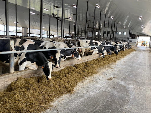 Eric Griffin Agri Equip, Nova Scotia with cows in a cattle shed feeding