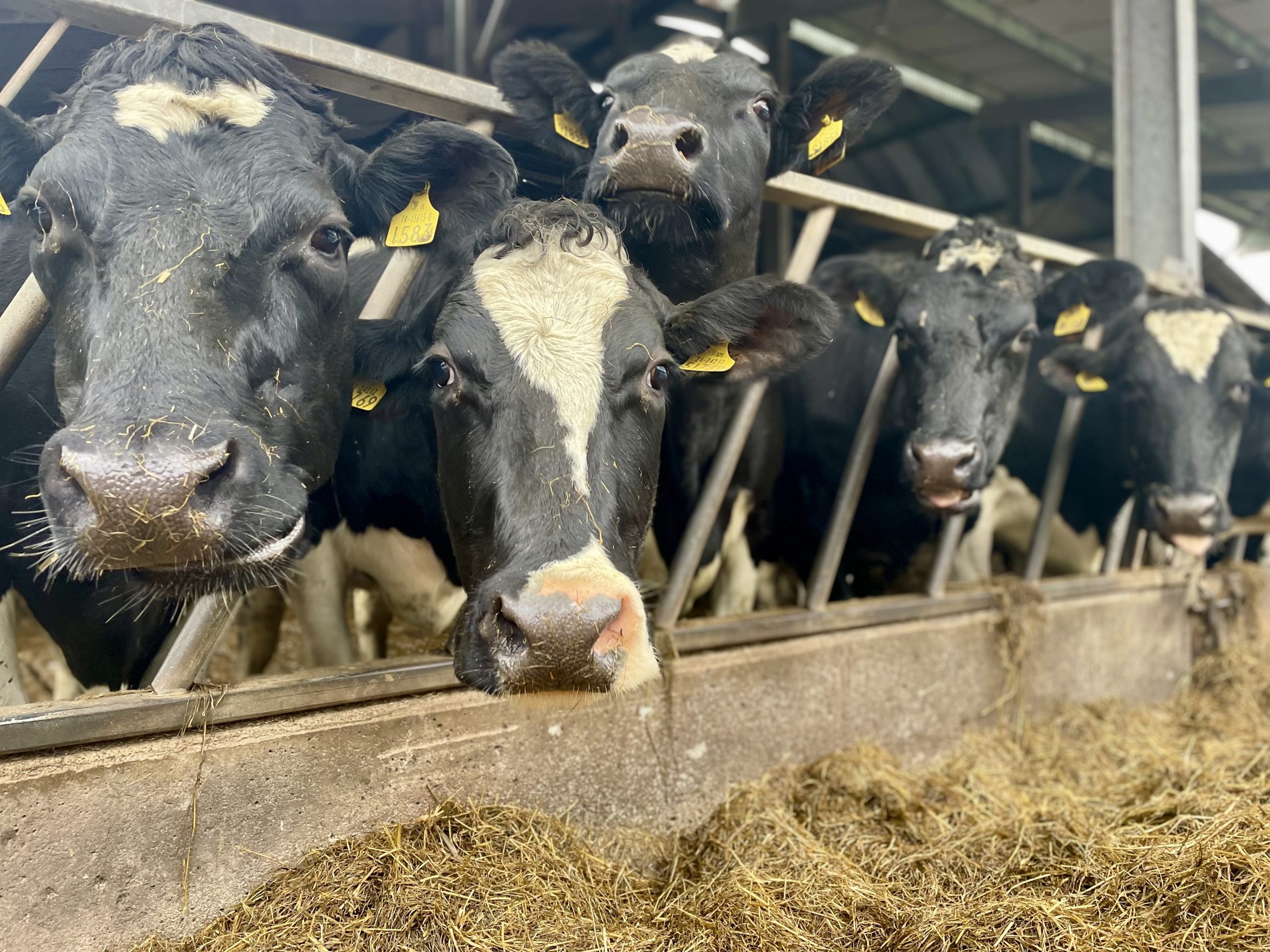 Cows in a milking parlour